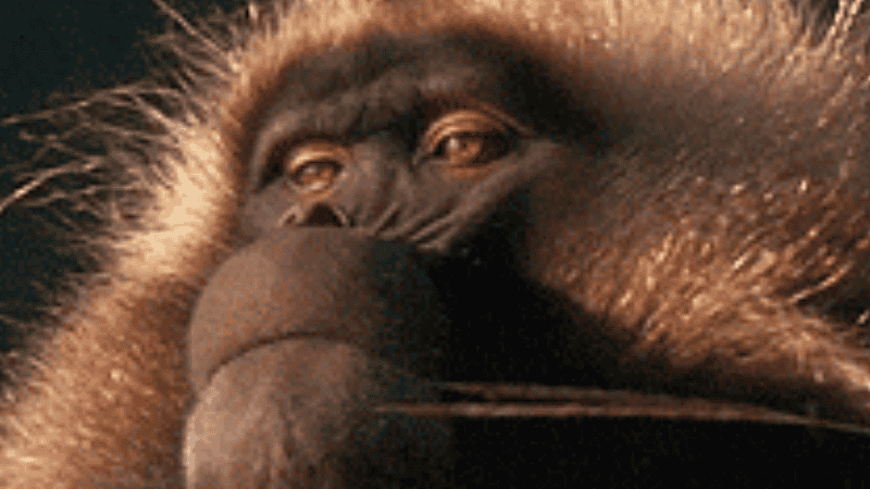 Screenshot of Chillest Monkey